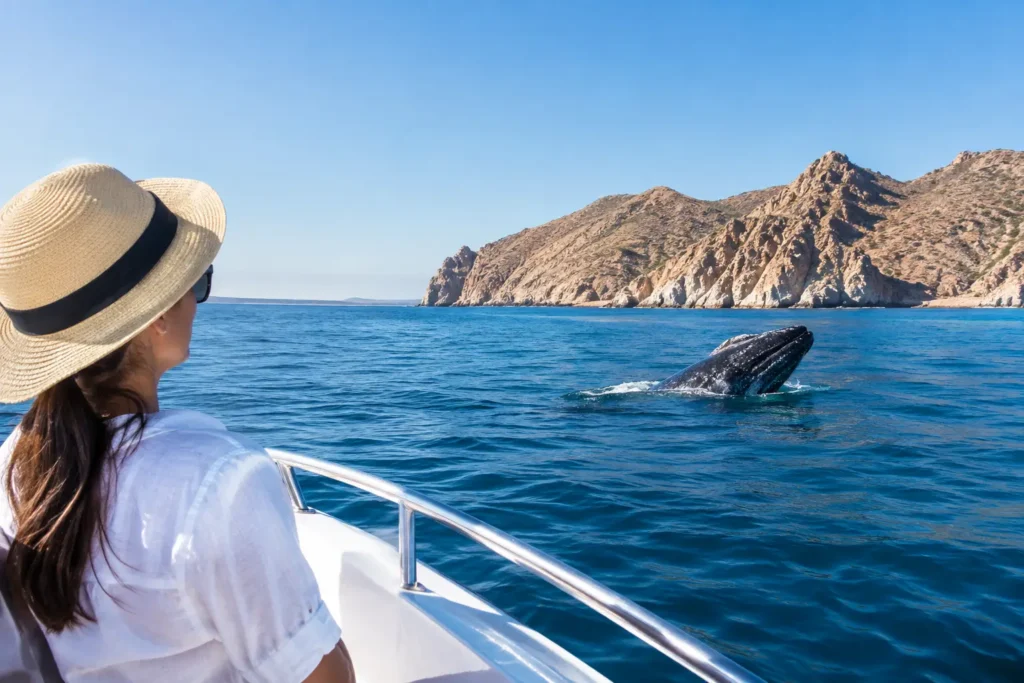 Best Sea of Cortez Excursions From Los Barriles